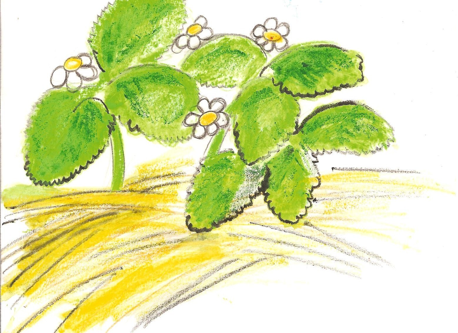 Strawberry Plant Care for Winter Garden Guides