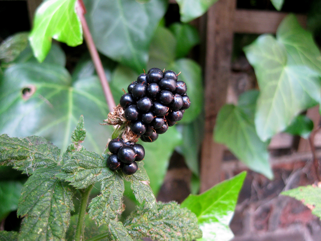 How to Prune Blackberries Garden Guides