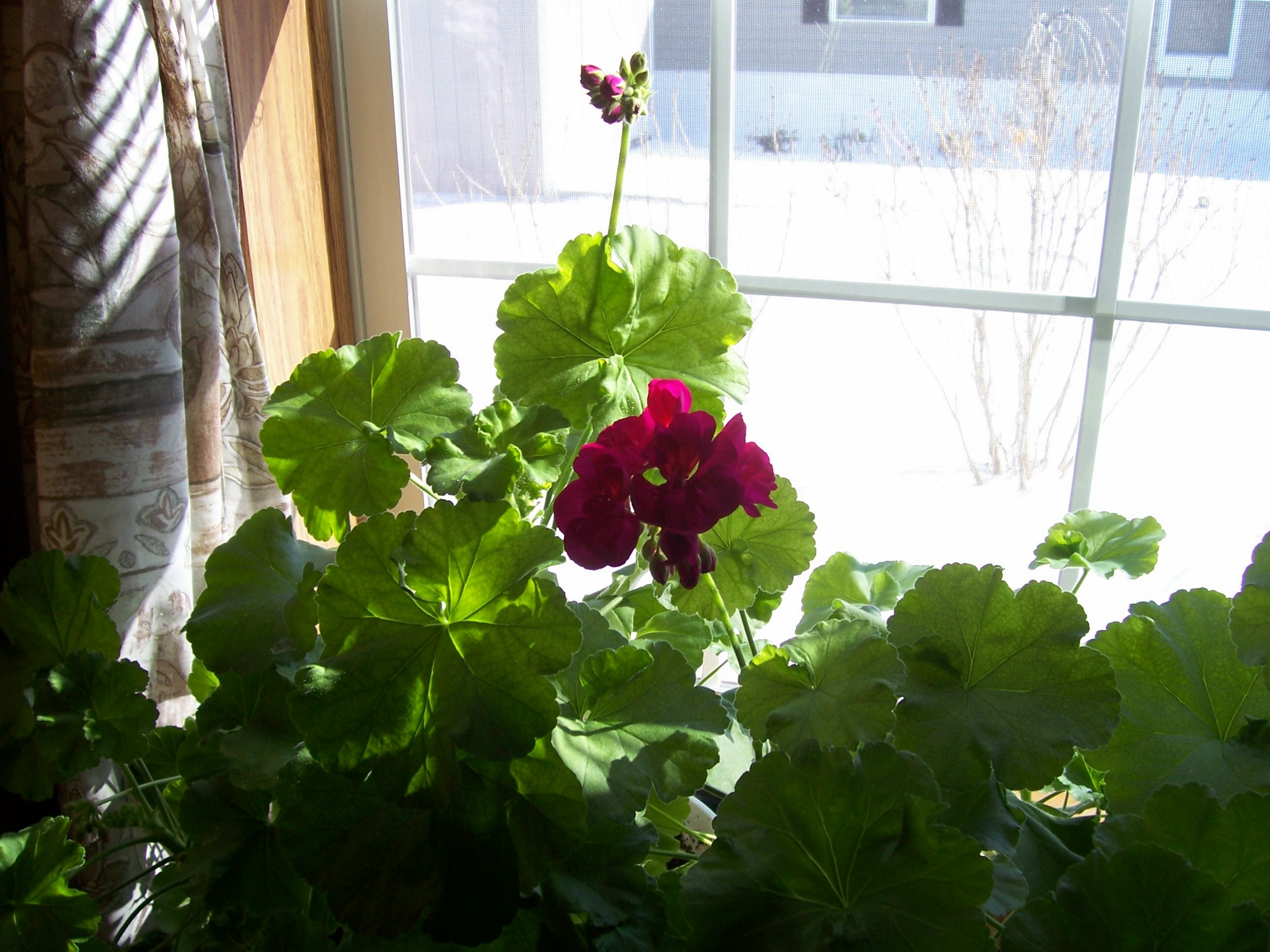 How to Grow Plants Indoors in the Winter Garden Guides