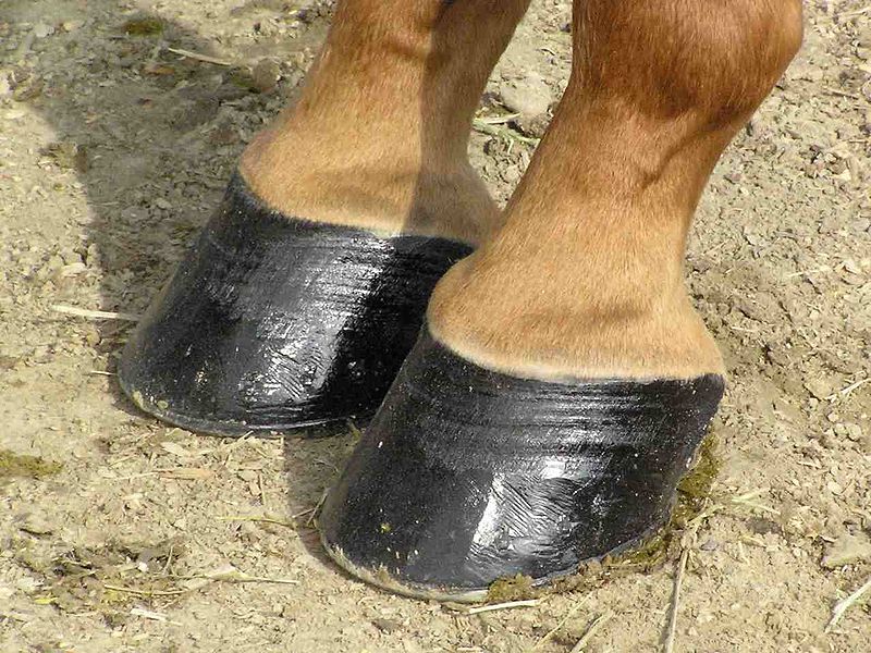 Common Foot Problems in Horses eHow UK