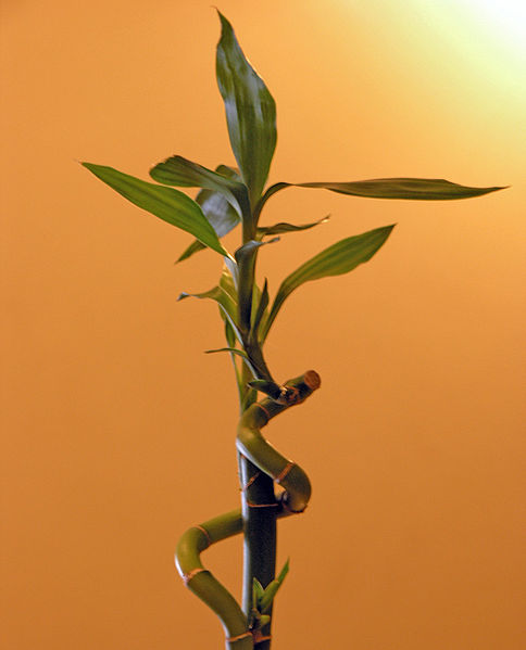 How Fast Does Lucky Bamboo Grow Garden Guides