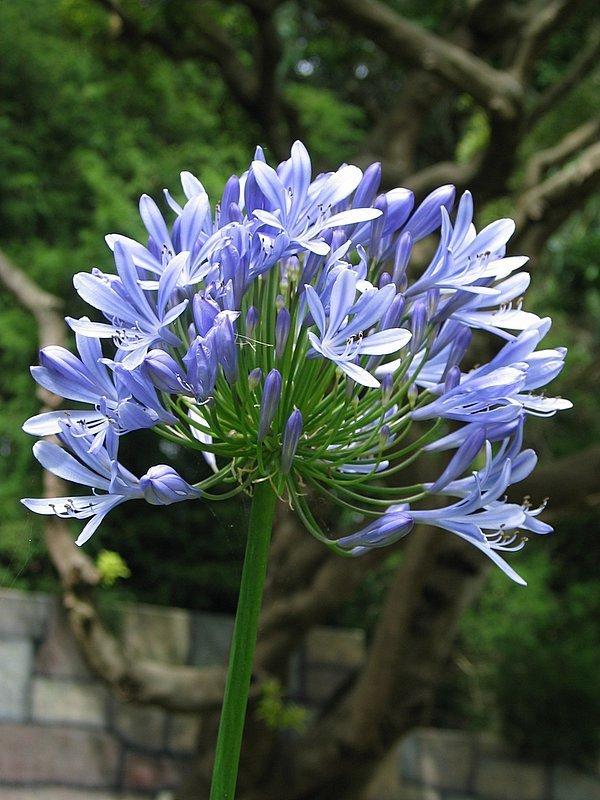 How to Prune Agapanthus eHow UK