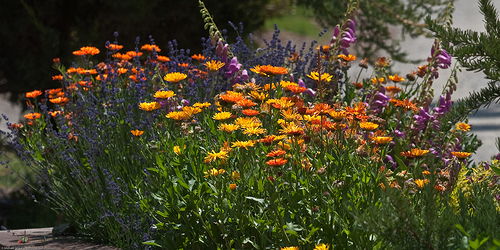 Easy Flower Garden Care Ideas image by mikebaird/flickr.com, author ...