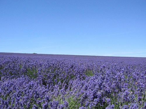 how to care for lavender plants in the winter garden guides how to care for lavender plants in the winter garden guides