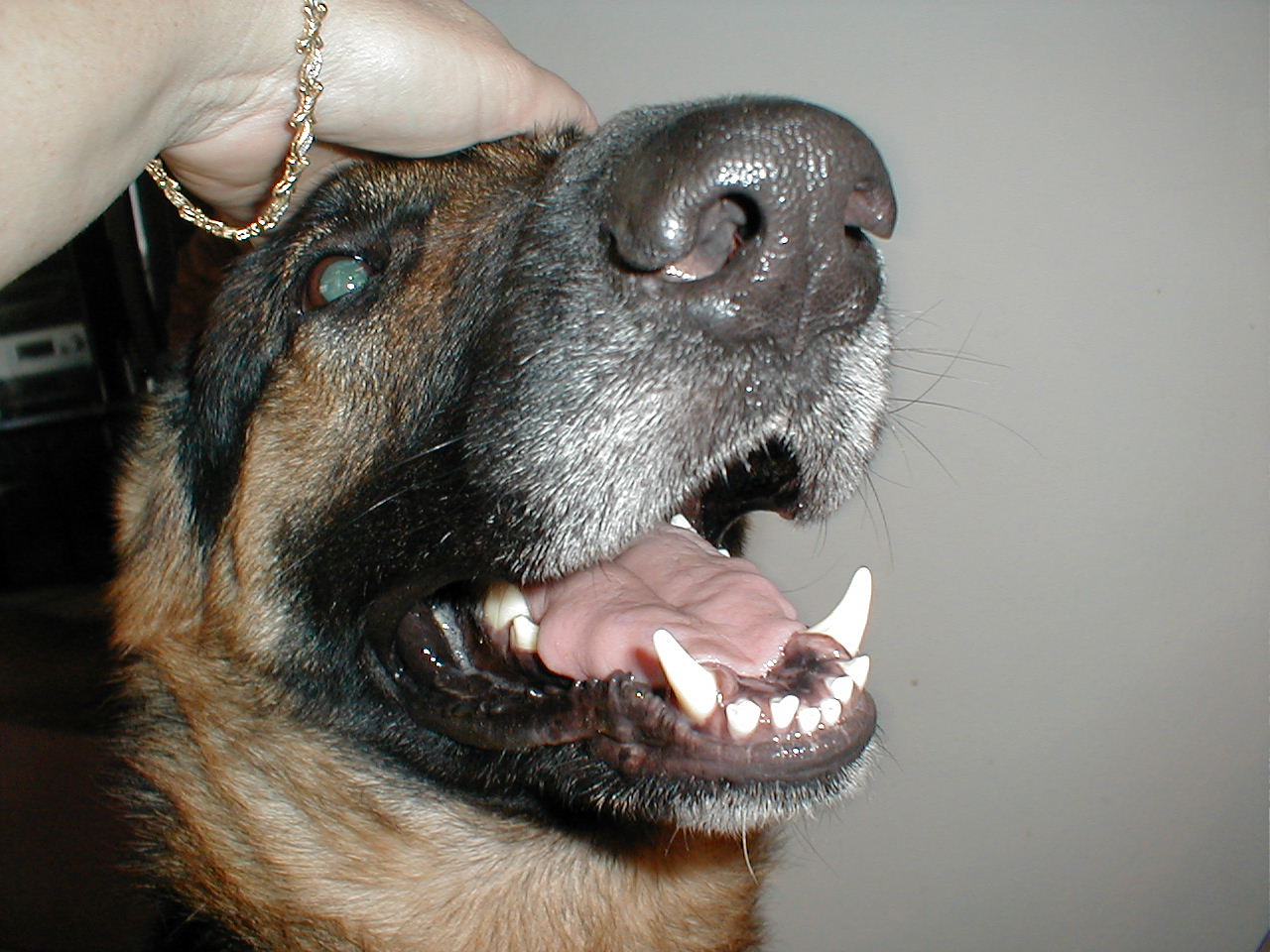 is cat food bad for dogs dogcare is cat food bad for dogs dogcare