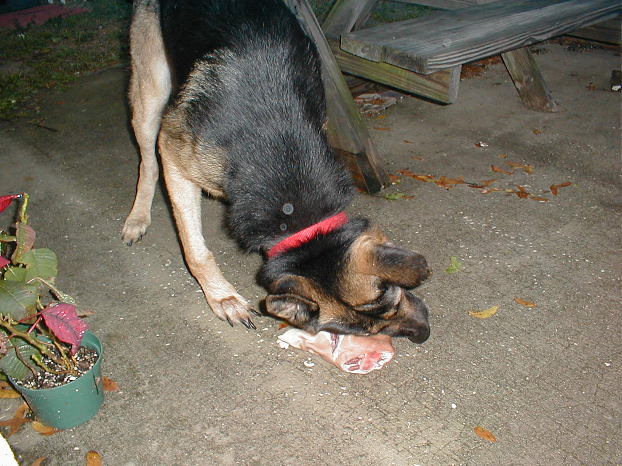 are dogs allergic to grapes dogcare are dogs allergic to grapes dogcare