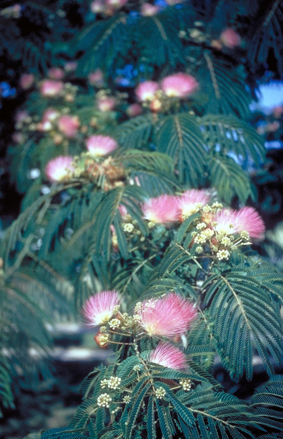 How to Care for a Mimosa Tree eHow UK