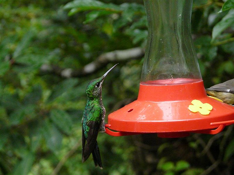 how to keep ants out of hummingbird feeders garden guides how to keep ants out of hummingbird feeders garden guides