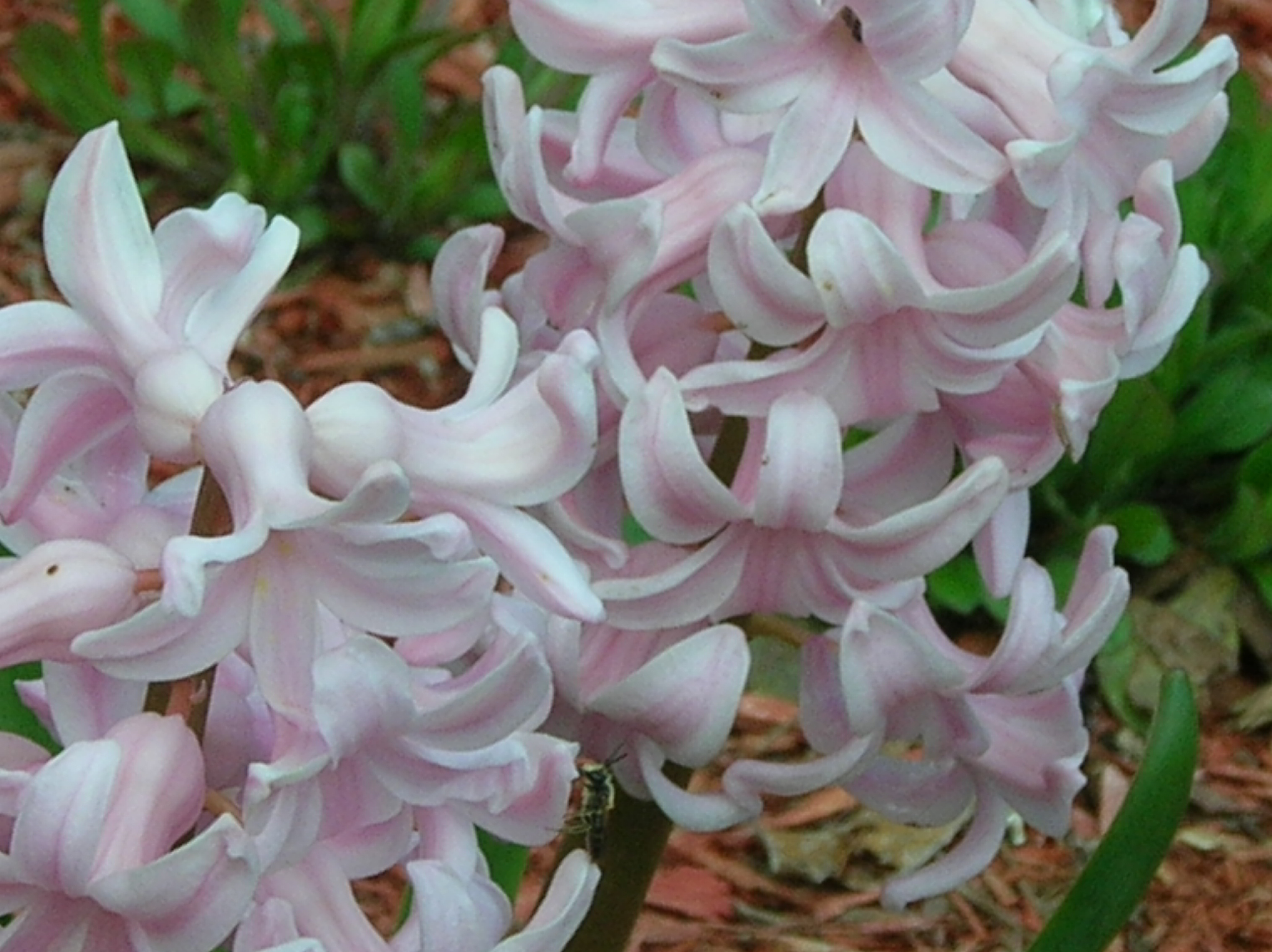 How to Divide Hyacinth Bulbs Garden Guides