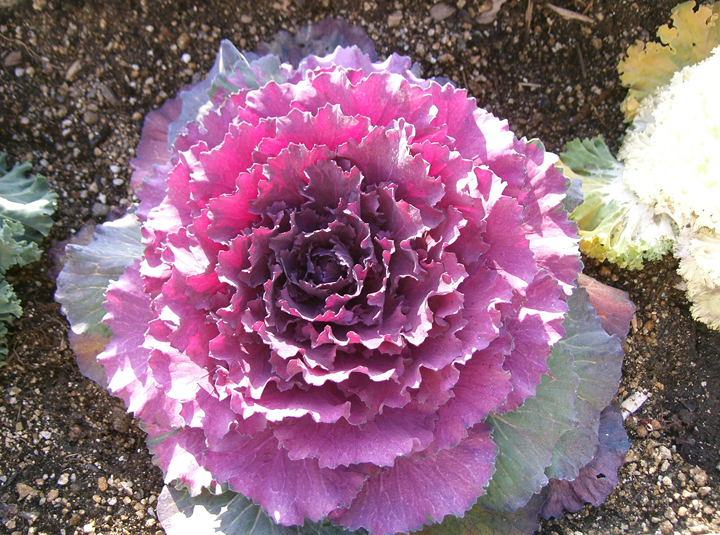 about flowering cabbage plants garden guides about flowering cabbage plants garden guides