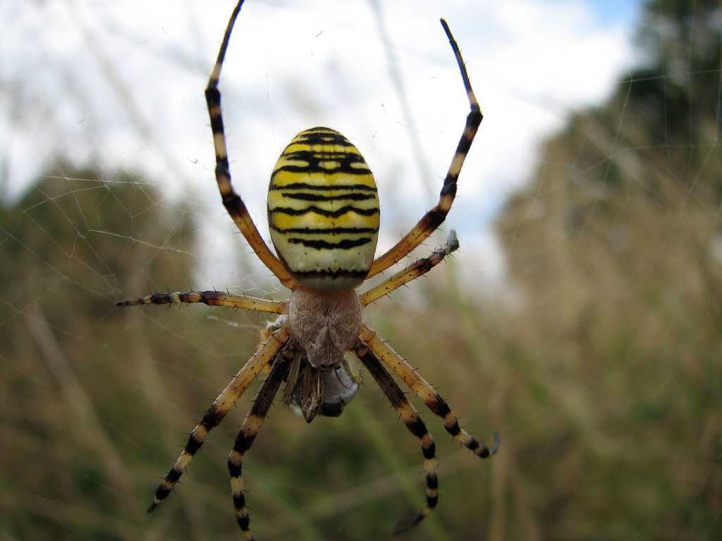 2019 year - Keep Reading: How to use insect repellents safely during pregnancy 2019 year