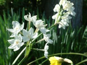how to care for paperwhite flower bulbs garden guides paper flower plant care