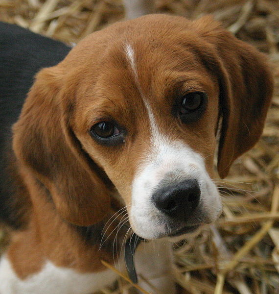 How to train a beagle puppy | eHow UK