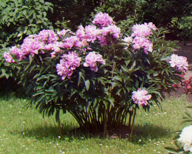 How to Propagate Peonies Garden Guides