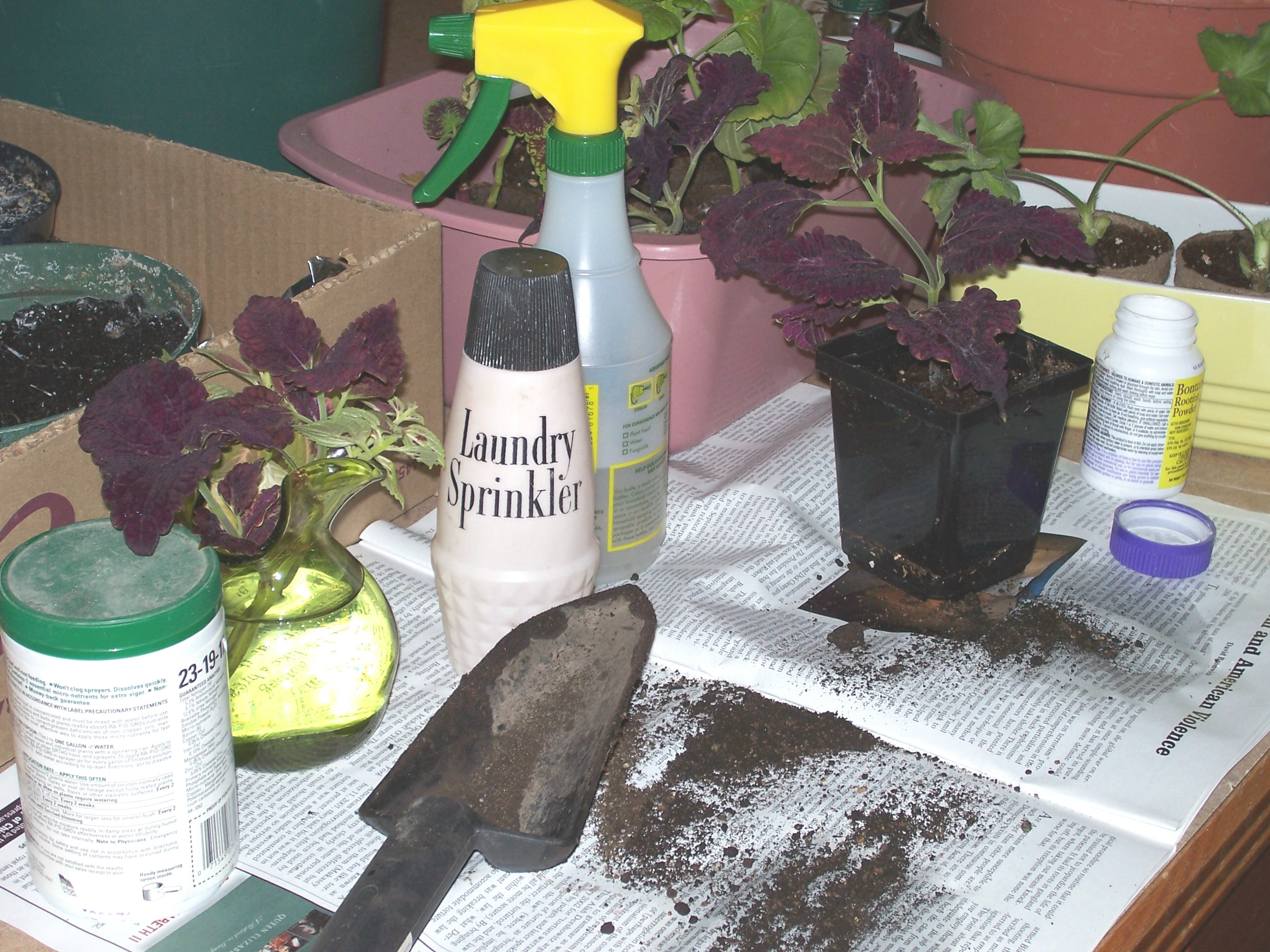 How to Water Transplanted Plants Garden Guides