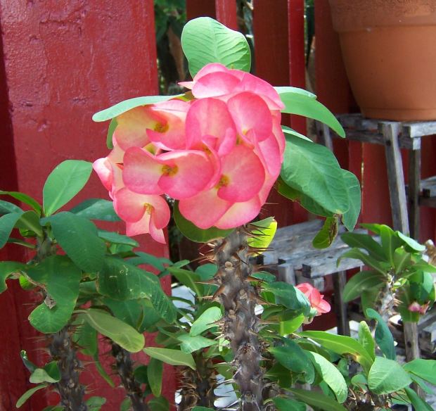 Care for Tropical Plants Garden Guides Care for Tropical Plants Garden Guides