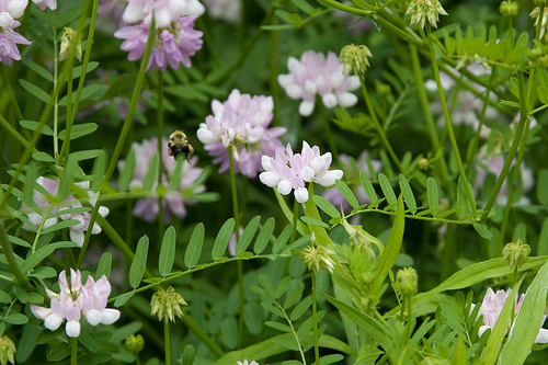 The Best Time to Seed Crown Vetch | Garden Guides