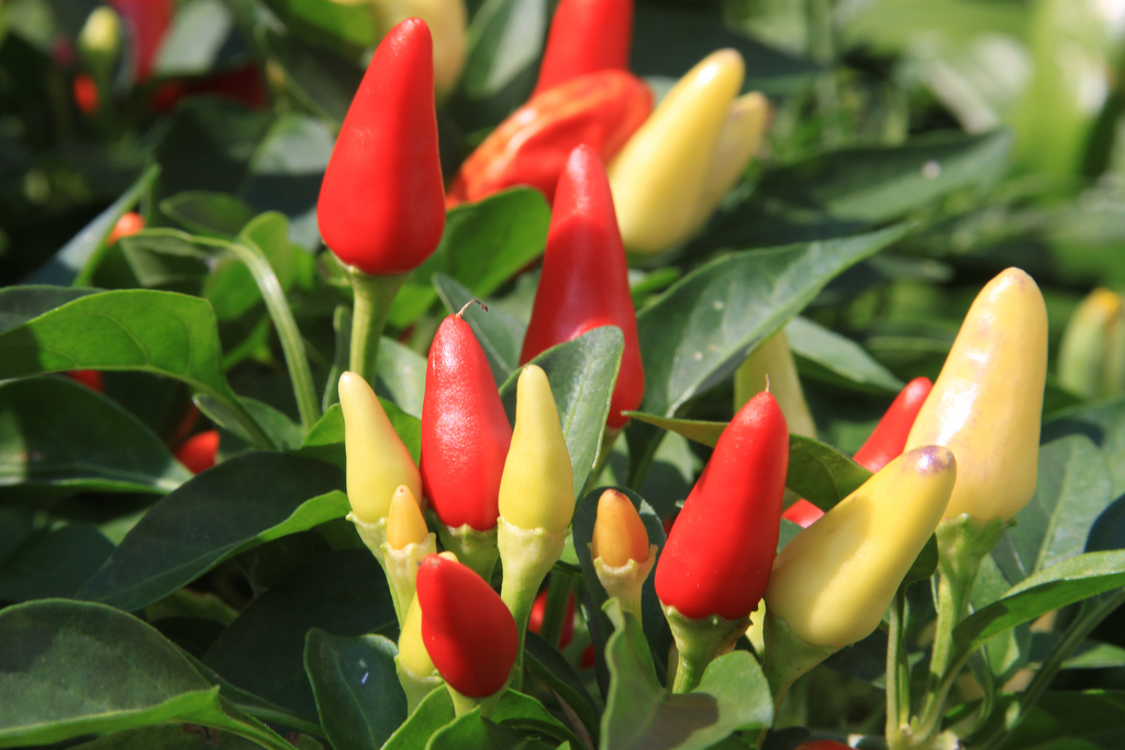 decorative pepper plants how to take care of an ornamental pepper plant garden guides decorative pepper plants how to take care of an ornamental pepper plant garden guides