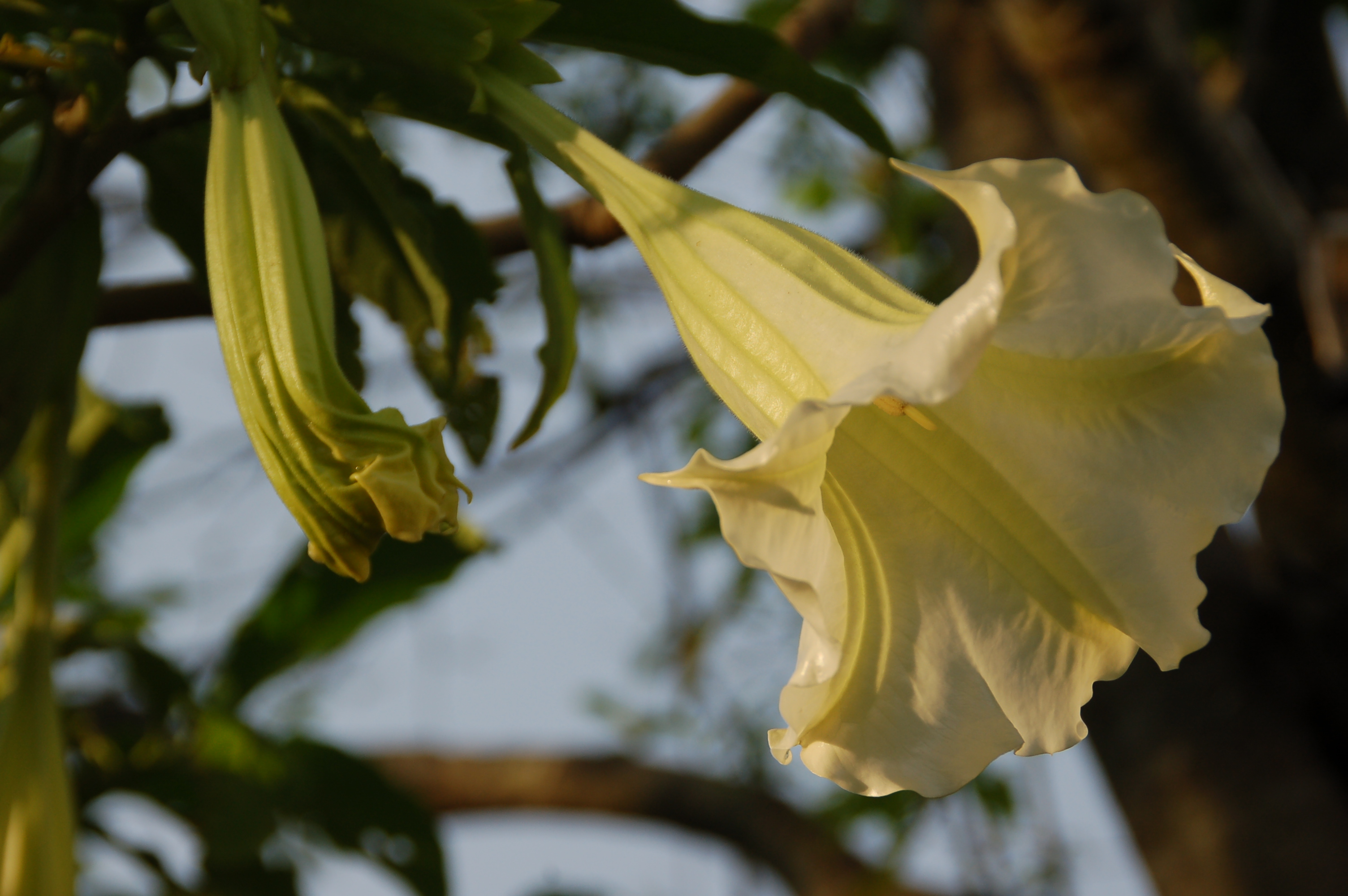 How to Grow Angel Trumpets Garden Guides
