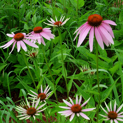 Side effects of echinacea eHow UK
