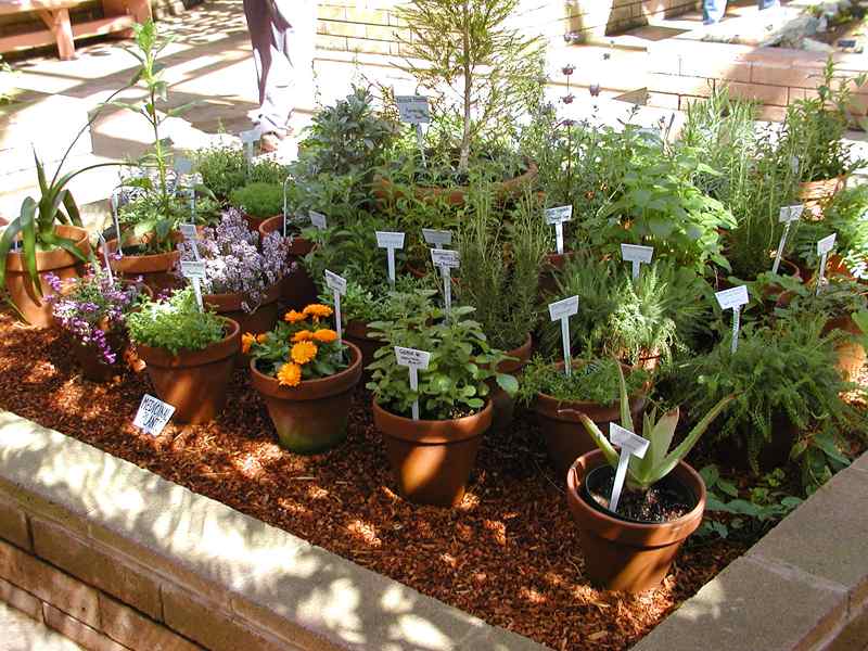 Flowering Herbs Garden Guides