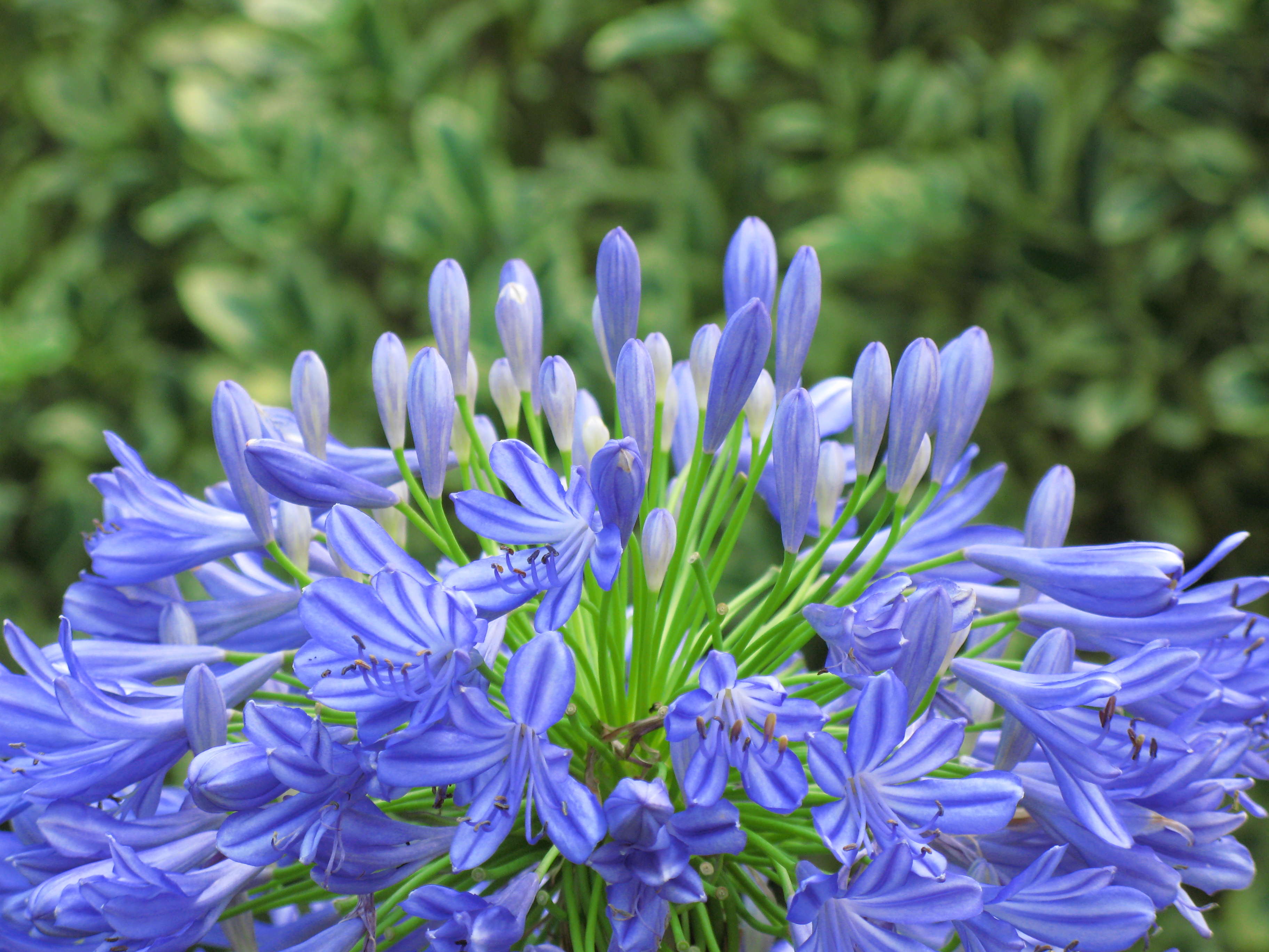 How to Transplant Agapanthus Garden Guides