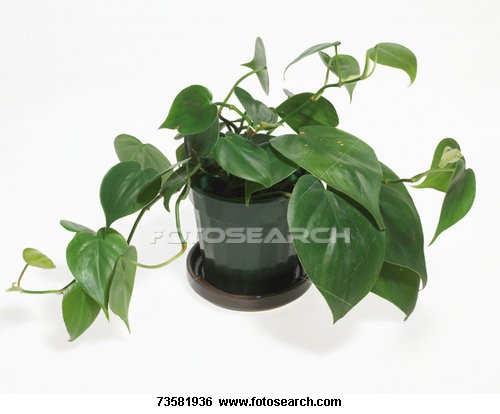 how to identify types of house plants ehow uk how to identify types of house plants ehow uk