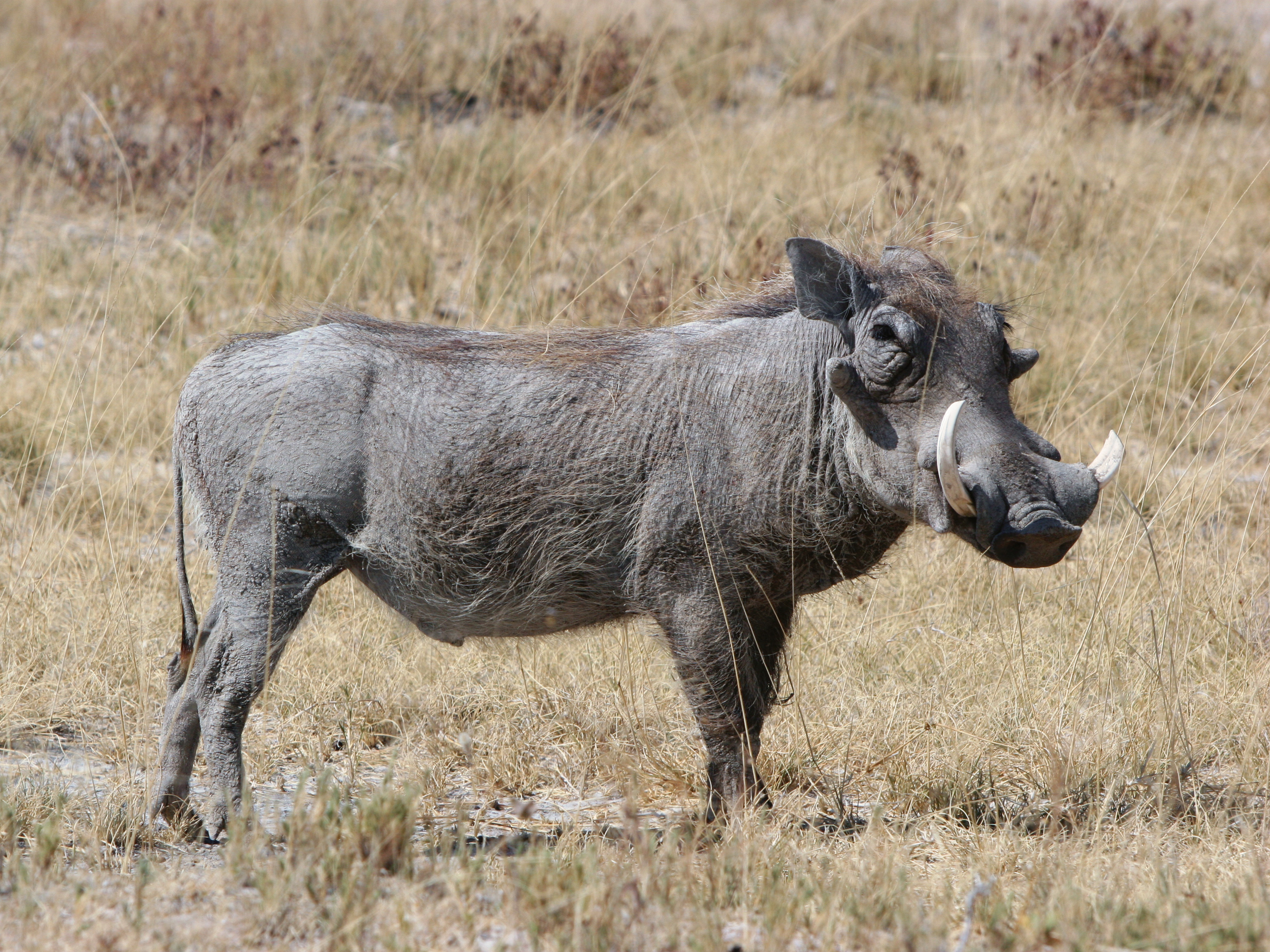 Facts About the Savanes Region in Togo USA Today