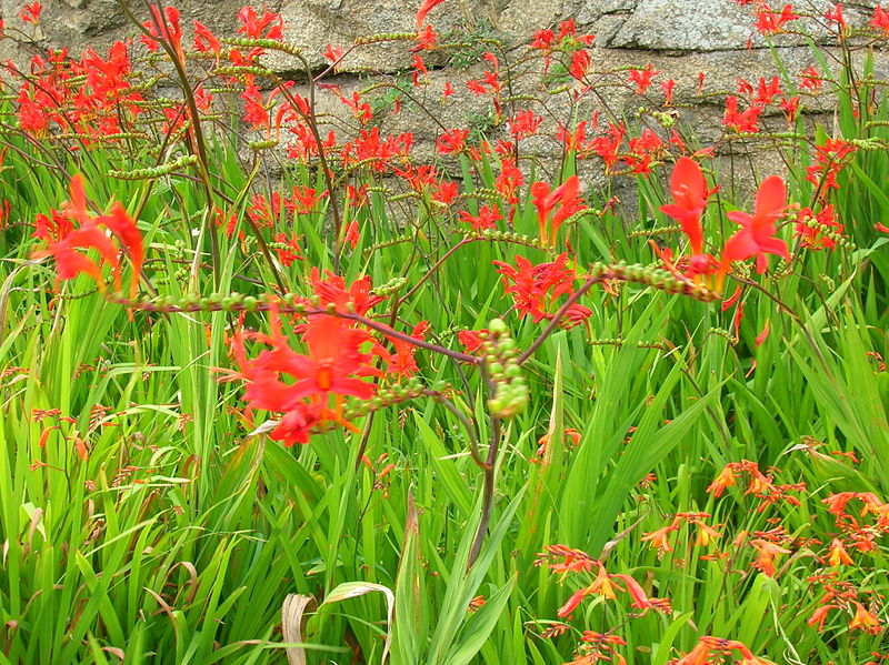 How to Plant Crocosmia Lucifer Garden Guides