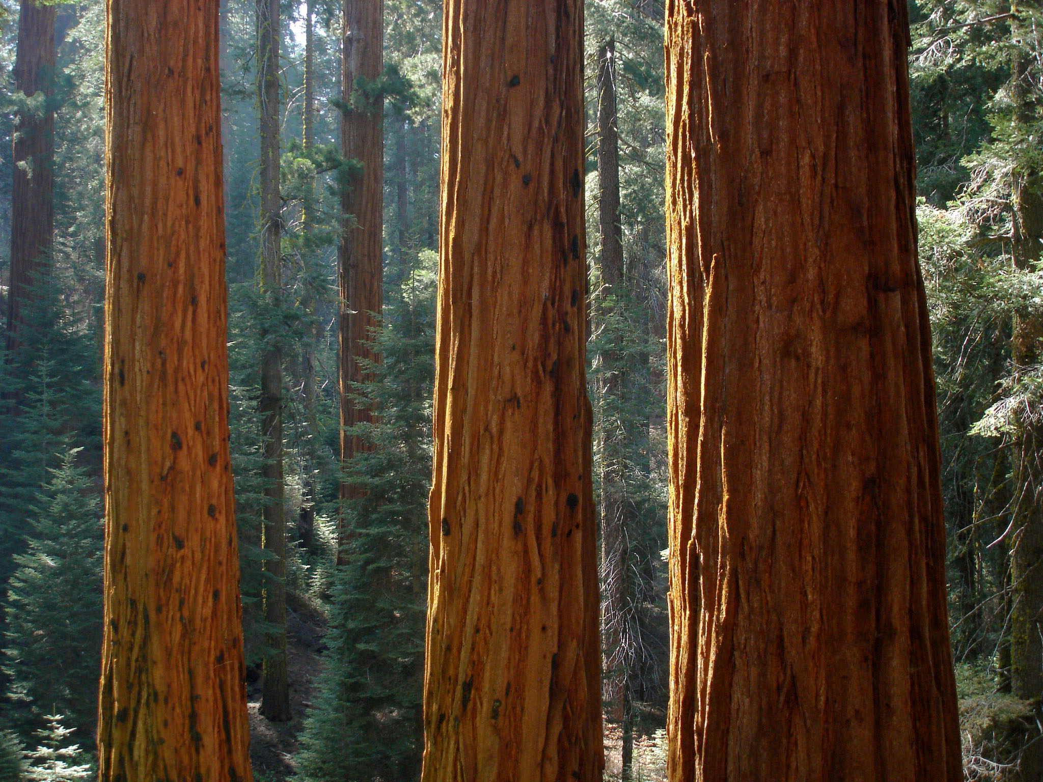 How to Grow Redwoods Garden Guides