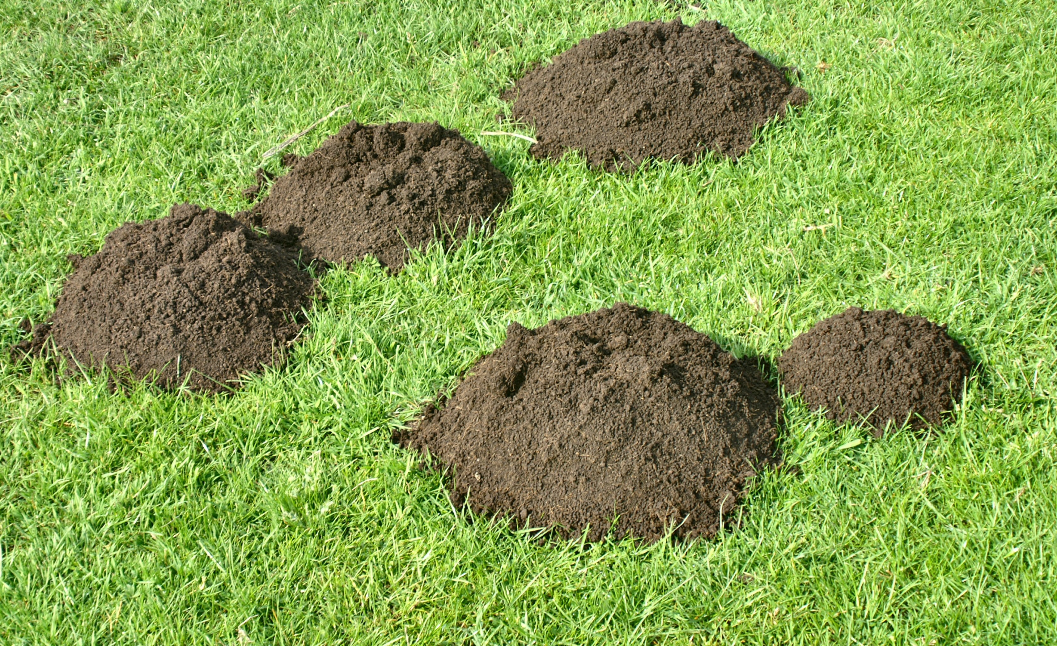 Homemade Mole Repellent | eHow UK