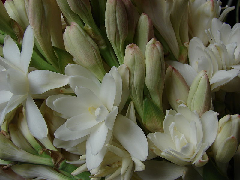 How to Care for Tuberose Bulbs Garden Guides