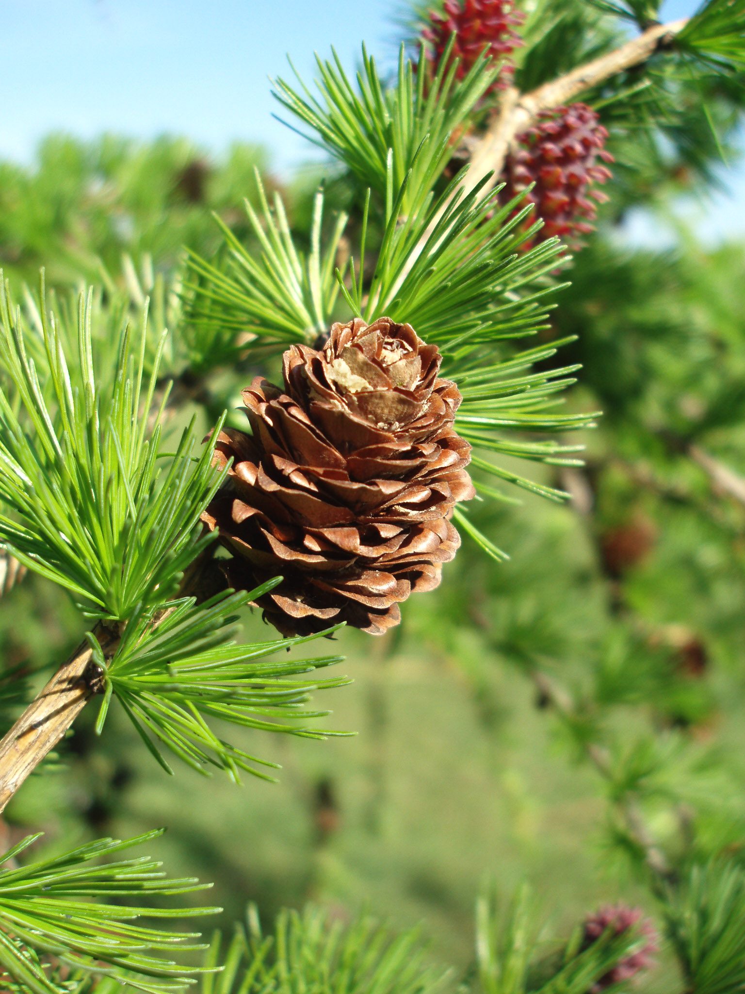 How To Extract Pine Nuts EHow UK