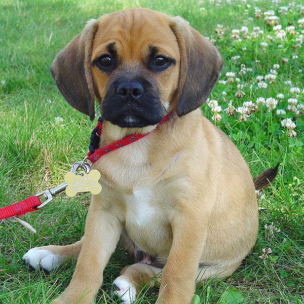 type of puppies types of puppy nail clippers the daily puppy type of puppies types of puppy nail clippers the daily puppy