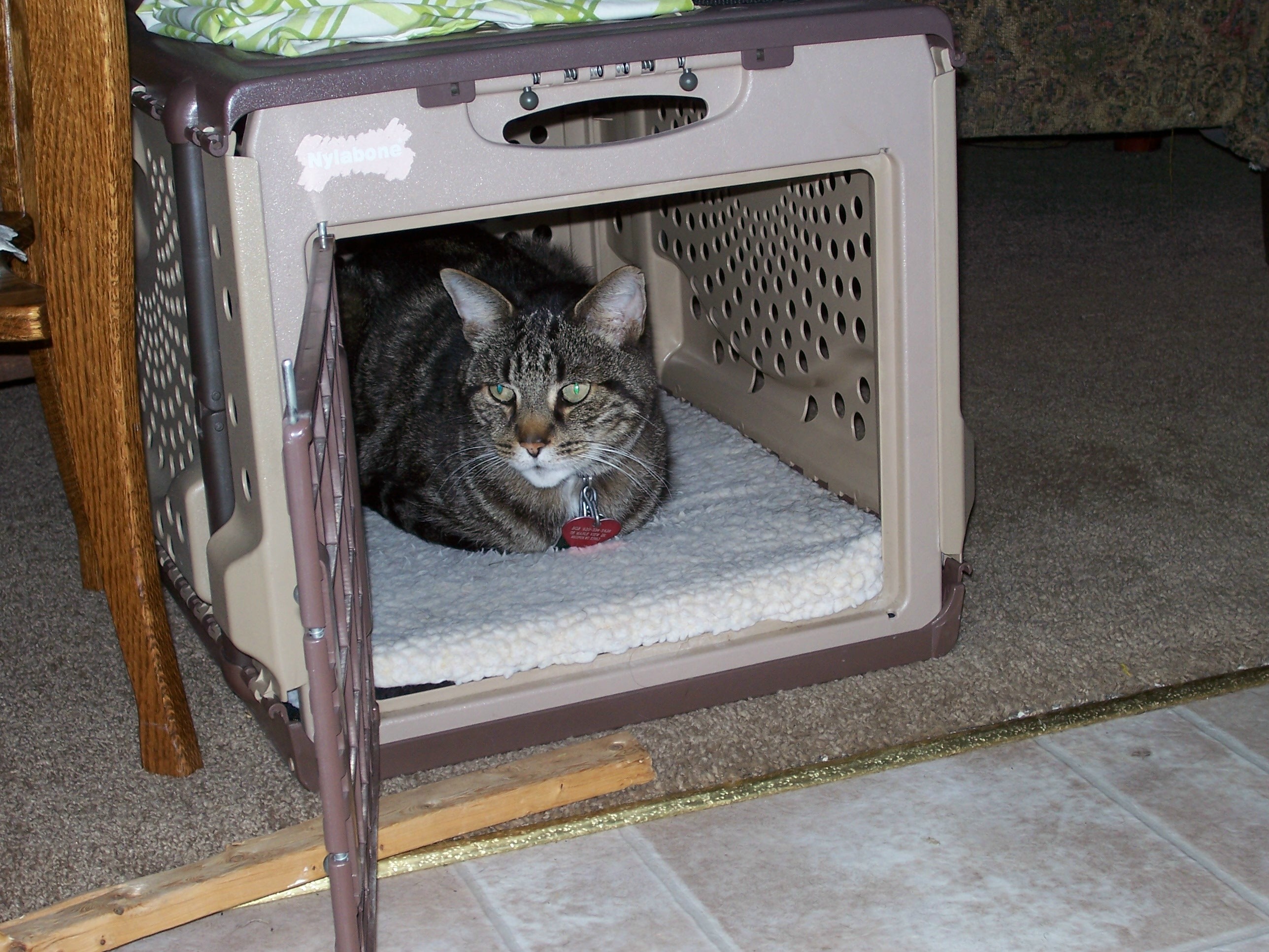 How to build a cat kennel eHow UK