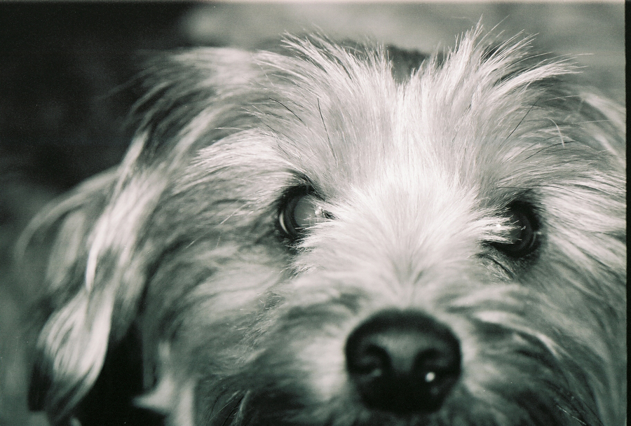 teacup yorkie allergies what is a teacup yorkie poo ehow uk teacup yorkie allergies what is a teacup yorkie poo ehow uk