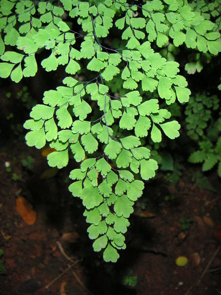 how to grow maidenhair ferns garden guides how to grow maidenhair ferns garden guides