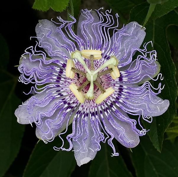 How to Grow Passiflora Incarnata Garden Guides
