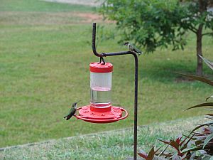 how to hang a hummingbird feeder garden guides how to hang a hummingbird feeder garden guides