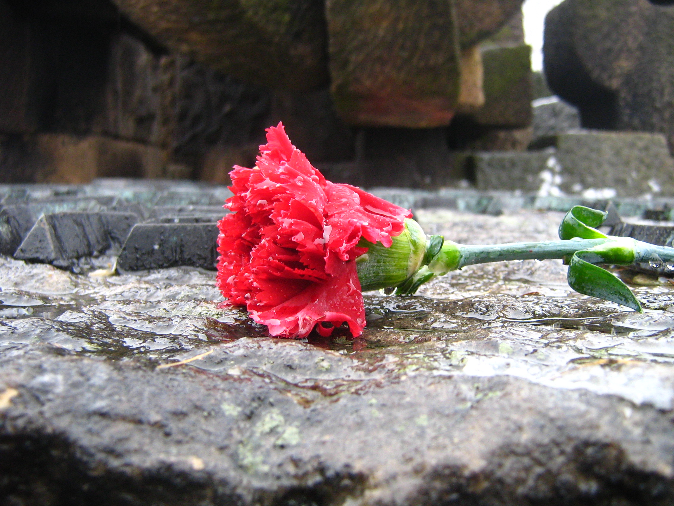 Carnation Flower Facts Garden Guides