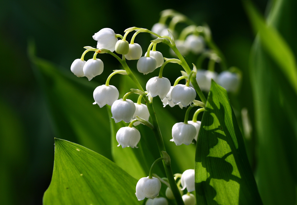 How to Transplant Lily of the Valley Garden Guides