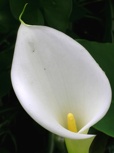 storing calla lily bulbs winter storing calla lily bulbs winter