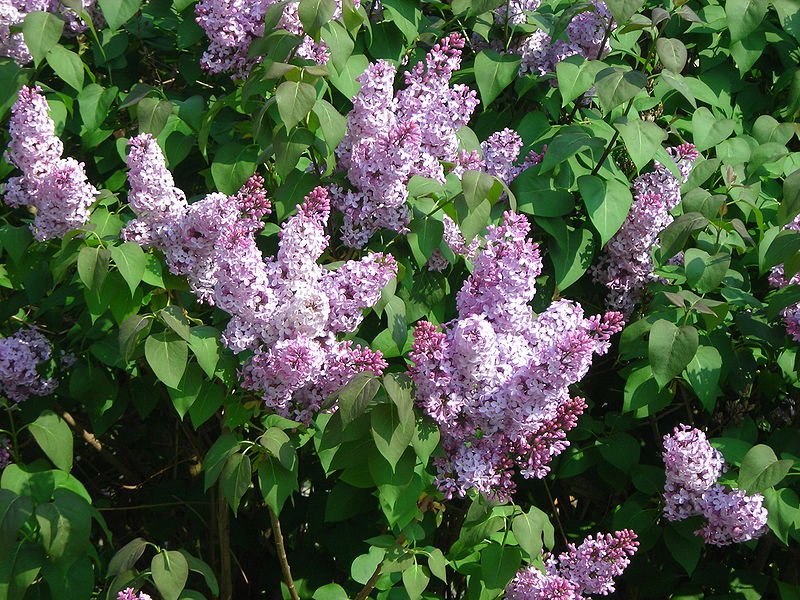 How to Take Care of a Young Lilac Tree Garden Guides