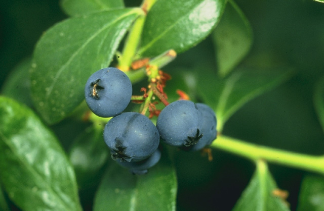 Types of Blueberry Bushes Garden Guides