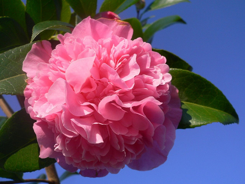 how to care for camellias garden guides how to care for camellias garden guides