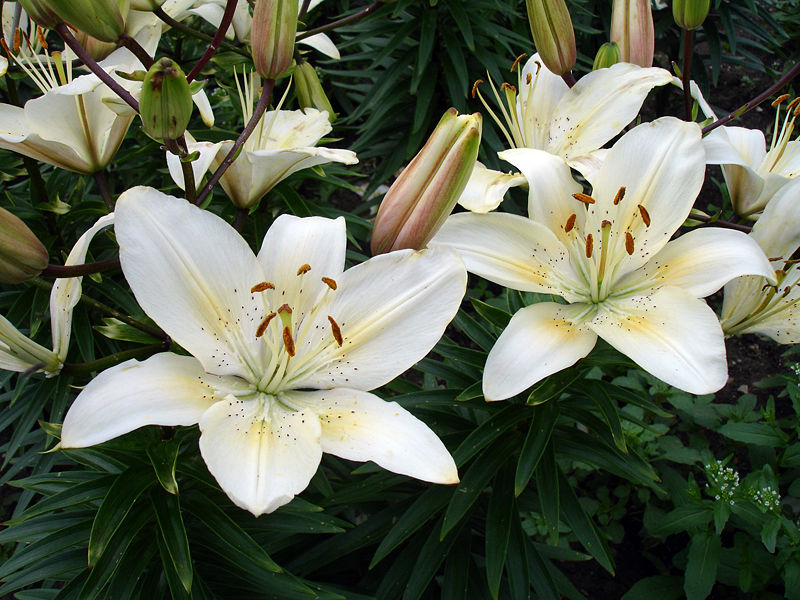 Sego Lily Flower Meaning Best Flower Site