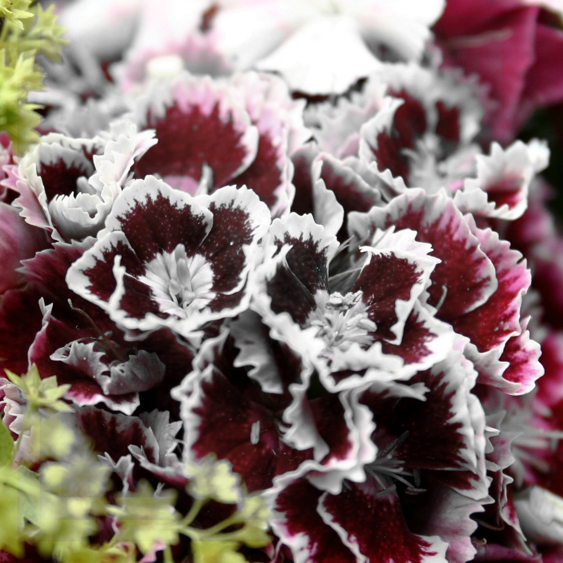 How to Grow Dwarf Carnations Garden Guides