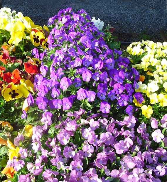 Facts on Pansies Garden Guides