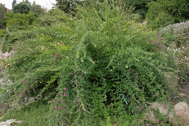 Spirea Magic Carpet Pruning Carpet Vidalondon