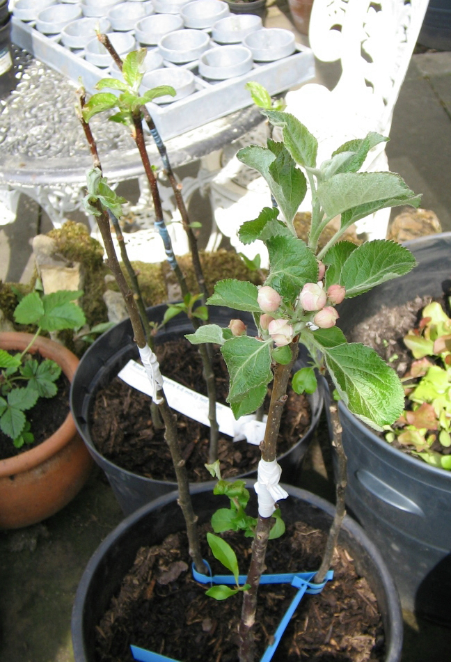 How to Graft Apple Trees Garden Guides